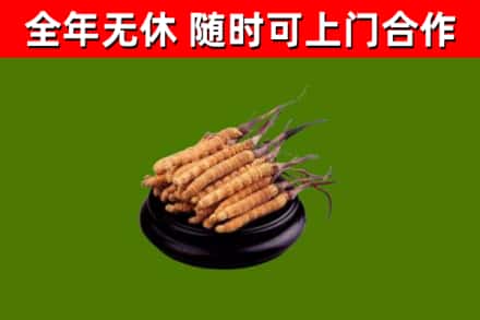 阳泉回收冬虫夏草